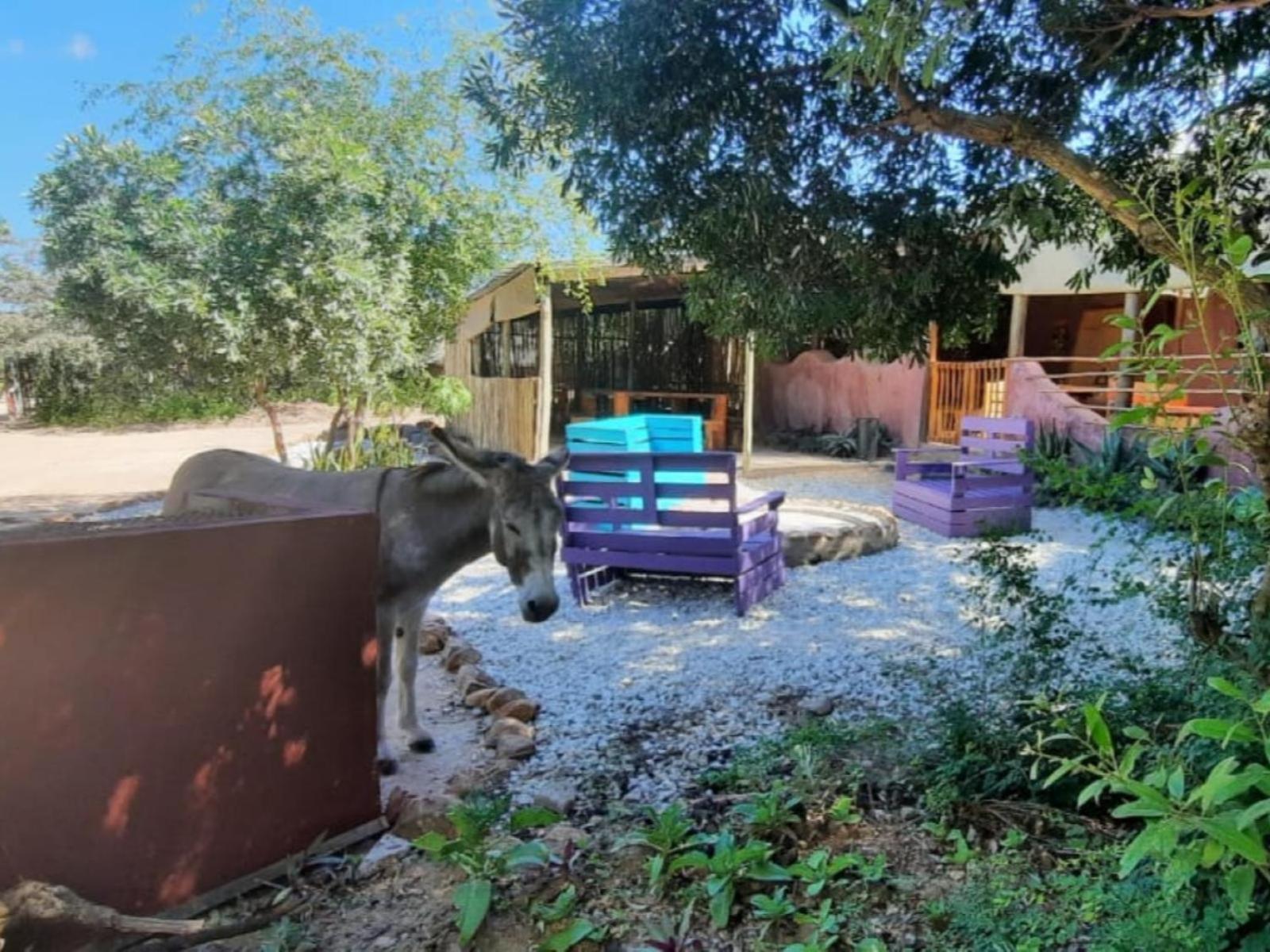 Hotel Shik Shack Backpackers Guernsey Nature Reserve Exterior foto