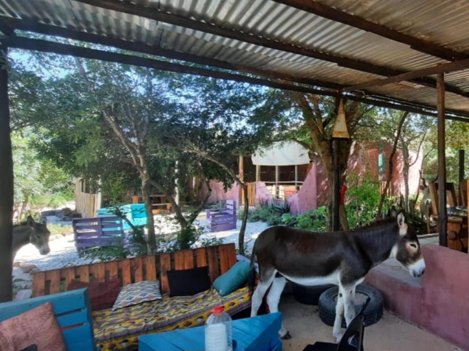 Hotel Shik Shack Backpackers Guernsey Nature Reserve Exterior foto